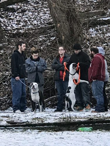Two Dogs rescued from house fire | News, Sports, Jobs - The Review